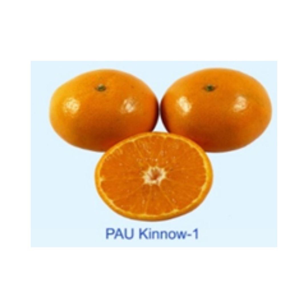 PAU Kinnow 1