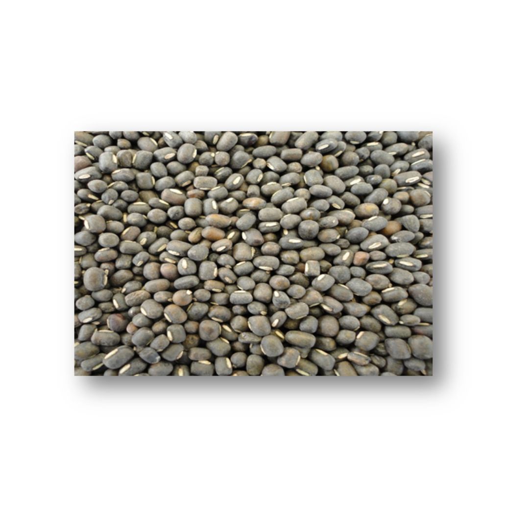 Lentil LL 1373