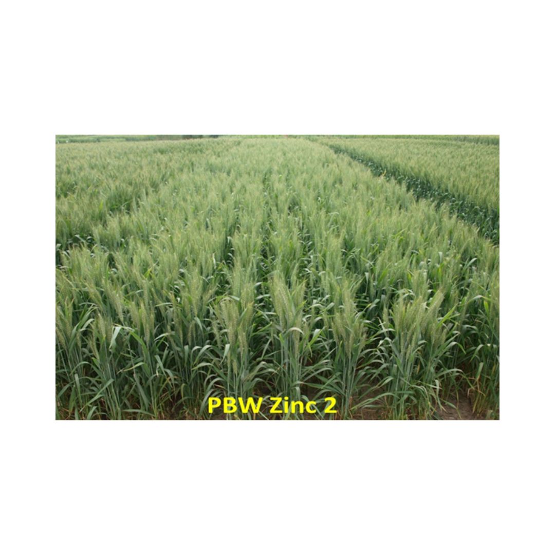 PBW Zinc 2