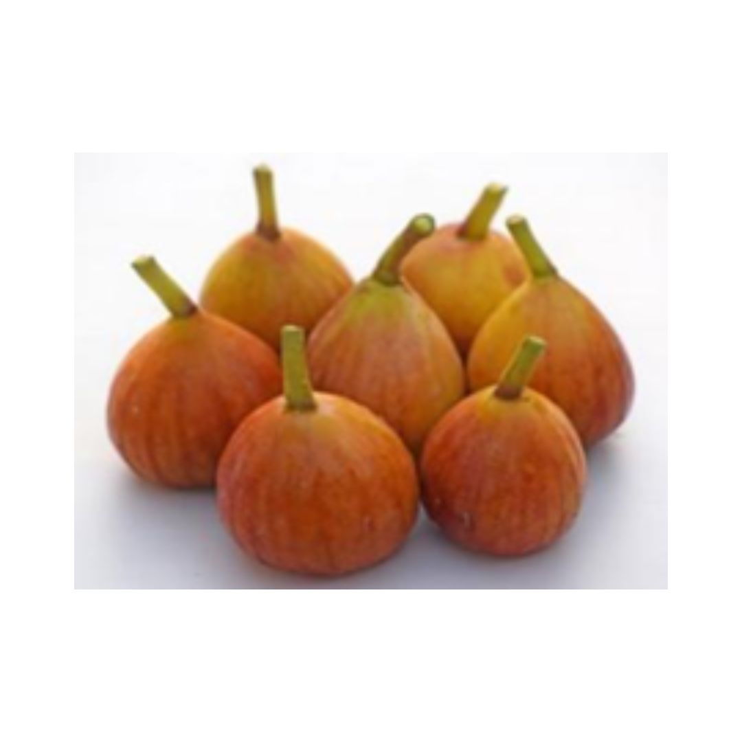Black Fig 1