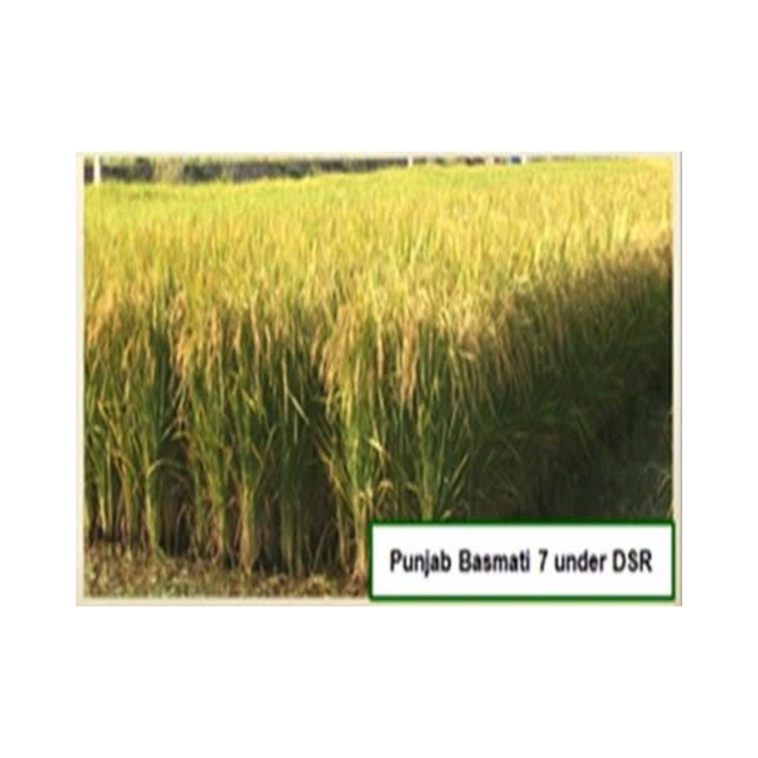 PUNJAB BASMATI 7