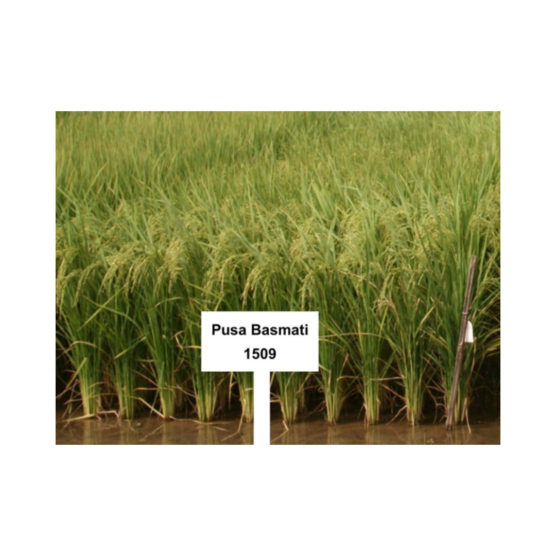 PUSA BASMATI 1509