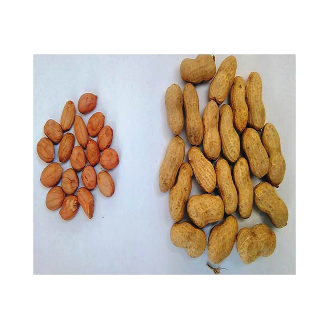 Groundnut M 522