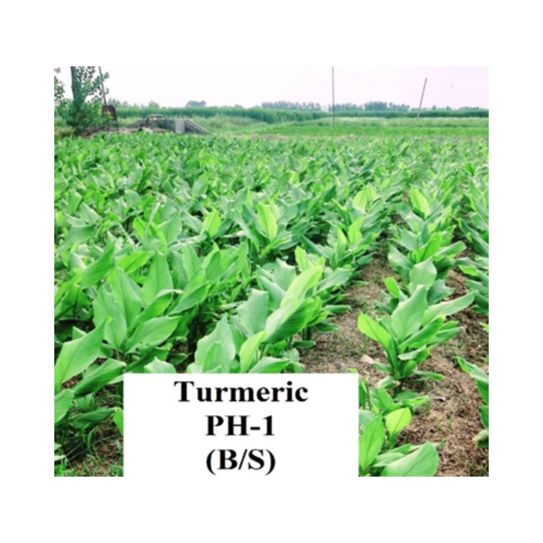 Turmeric  PH-1