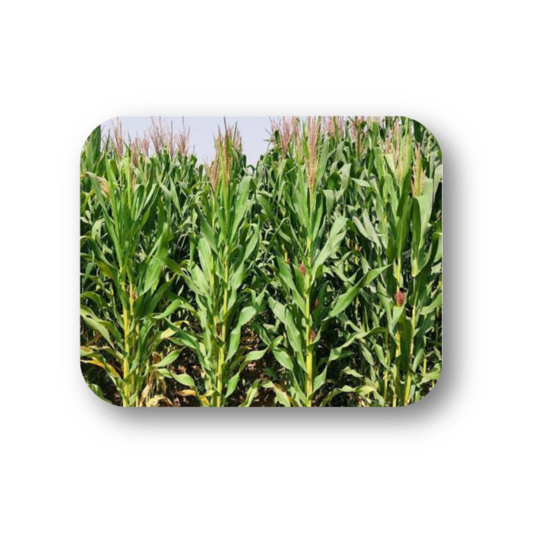 Maize PMH-17, PMH-14, Pb Baby Corn Hybrid-1, JC 12, JC4 & J 1008