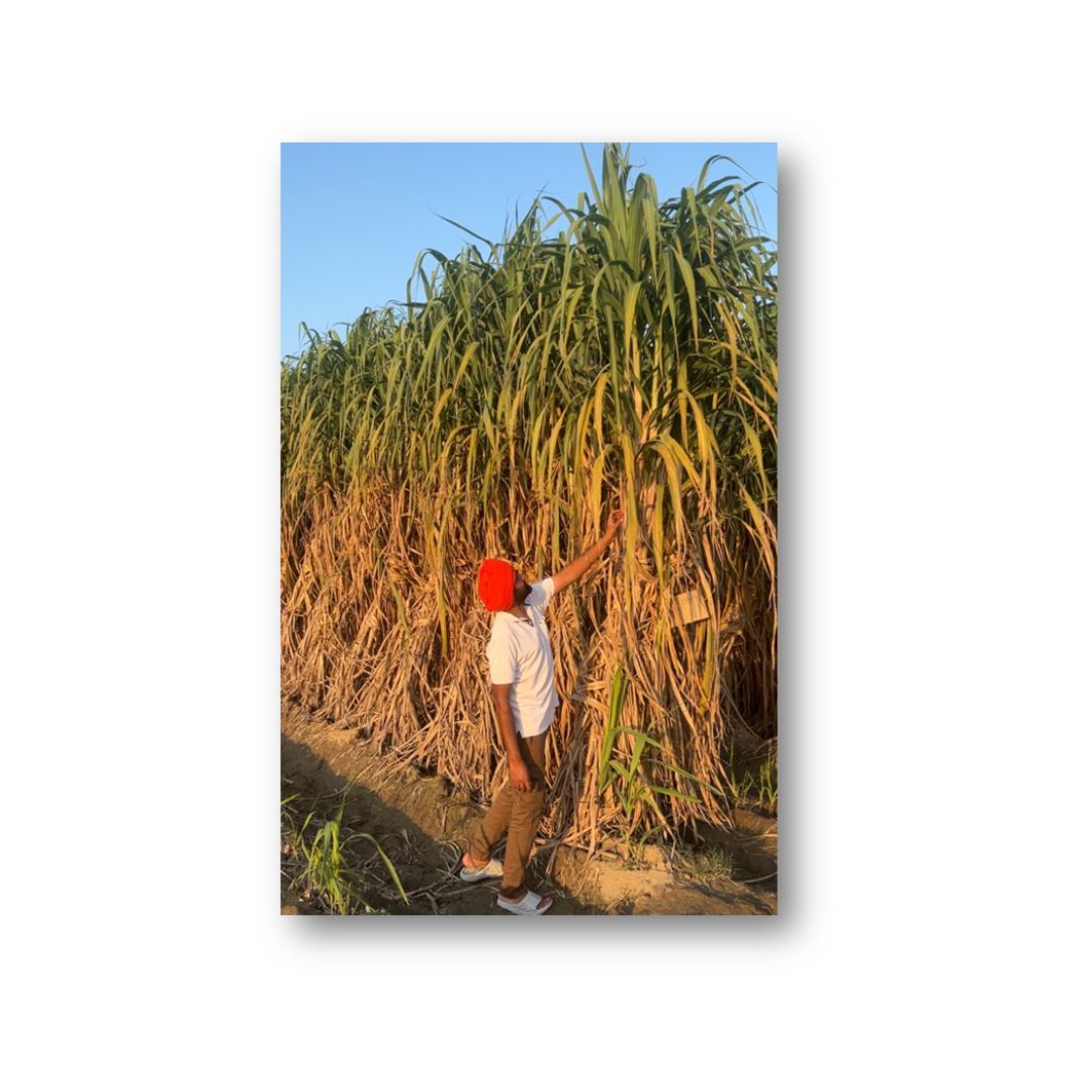 Sugarcane CoPb 92, CoPb 95, CoPb 96, Co 15023 & CoPb 98