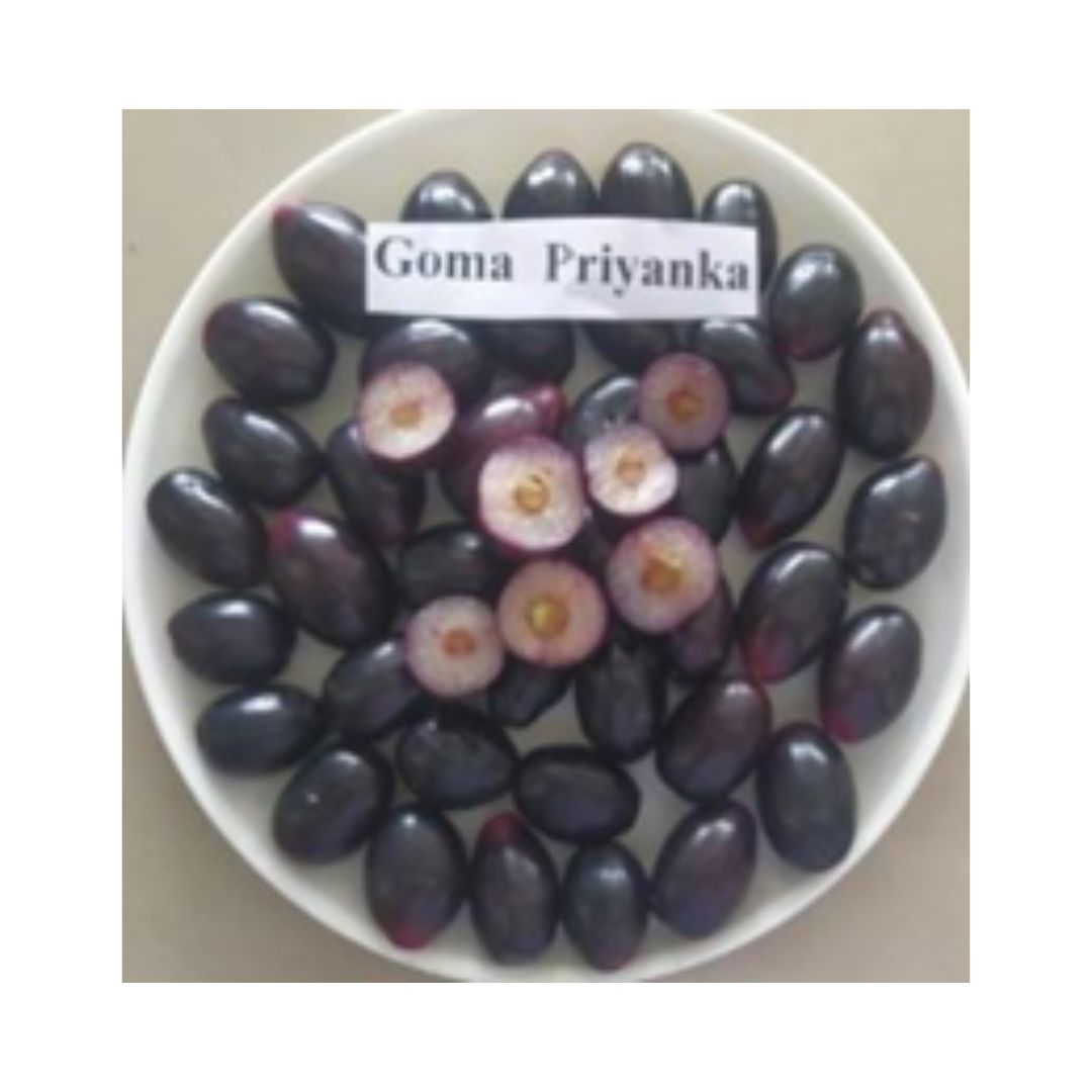 Goma Priyanka