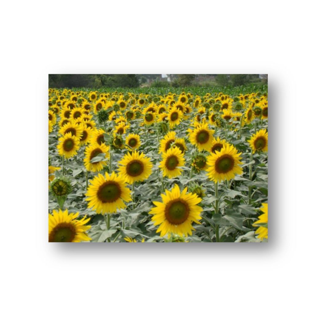 Sunflower PSH 2080