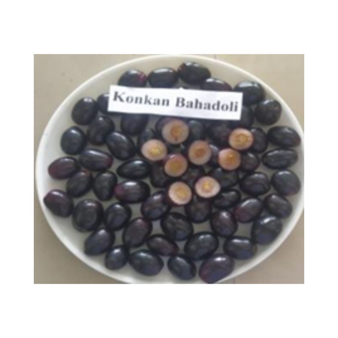 Konkan Bahadoli