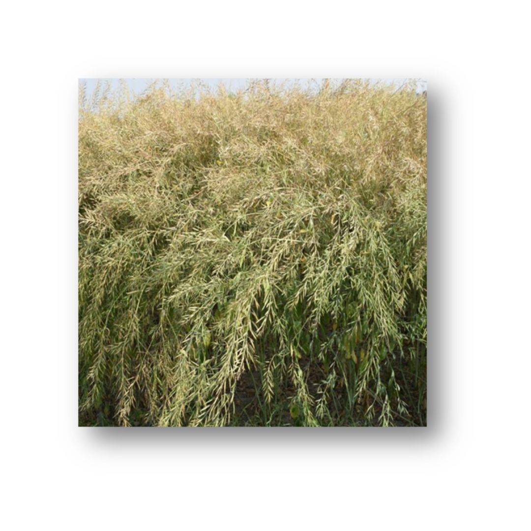 Mustard RCH 1, PHR 127, PGSH 2155